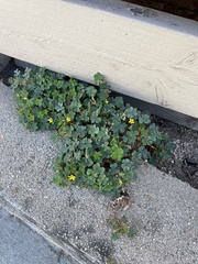 Oxalis californica
