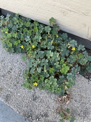 Oxalis californica