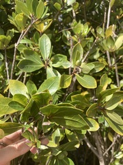 Pittosporum roimata