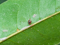 Scymnobius ecuadoricus