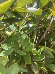 Pittosporum roimata