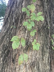 Parthenocissus quinquefolia image