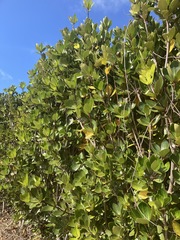 Pittosporum roimata