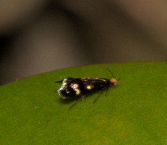 Micropterigidae
