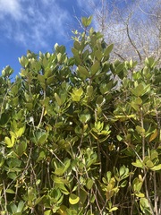 Pittosporum roimata