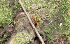 Sphictostethus minus