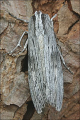 Capusa cuculloides