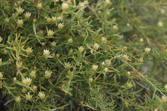 Ptilotus divaricatus