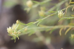 Ptilotus divaricatus