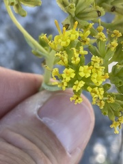Coulterella capitata