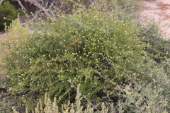 Ptilotus divaricatus