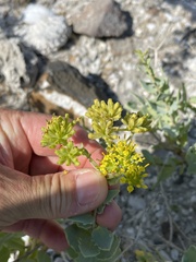 Coulterella capitata