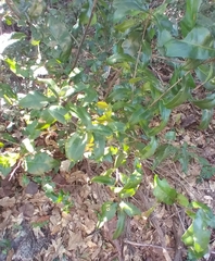 Polystepha pustuloides