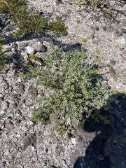 Coulterella capitata