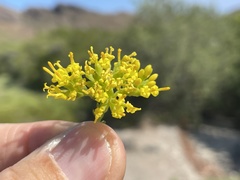 Coulterella capitata