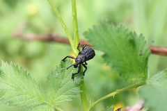 Aegorhinus superciliosus