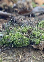 Anthoceros agrestis