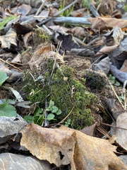 Anthoceros agrestis
