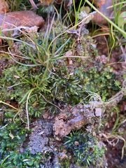 Anthoceros macounii