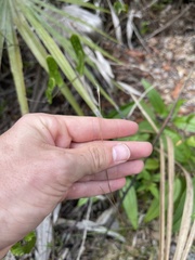 Schizachyrium gracile