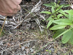 Schizachyrium gracile