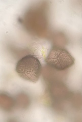 Anthoceros macounii