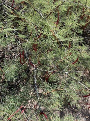 Vachellia pacensis