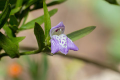 Poikilacanthus tweedieanus