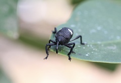 Tartarisus concinnus