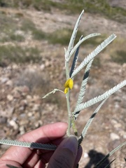 Aeschynomene nivea