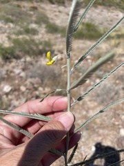 Aeschynomene nivea