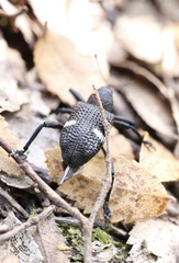 Tartarisus concinnus