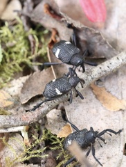 Tartarisus concinnus