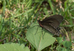Parides bunichus