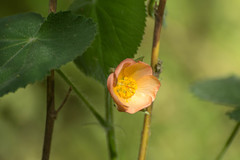 Callianthe pauciflora