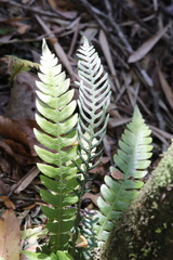 Blechnum mochaenum