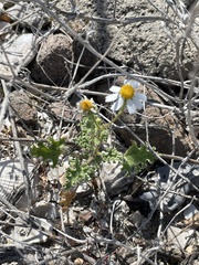 Perityle crassifolia robusta