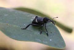 Tartarisus concinnus