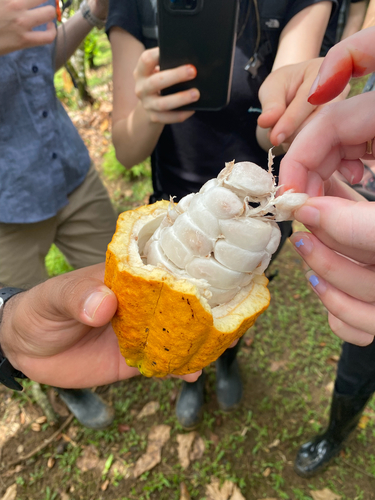 Theobroma cacao - Whole tree