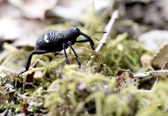 Tartarisus concinnus