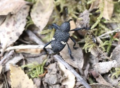 Tartarisus concinnus