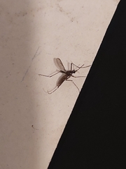 Aedes aegypti