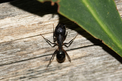 Camponotus barbaricus
