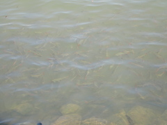 Barbonymus schwanefeldii