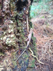Anolis tropidolepis