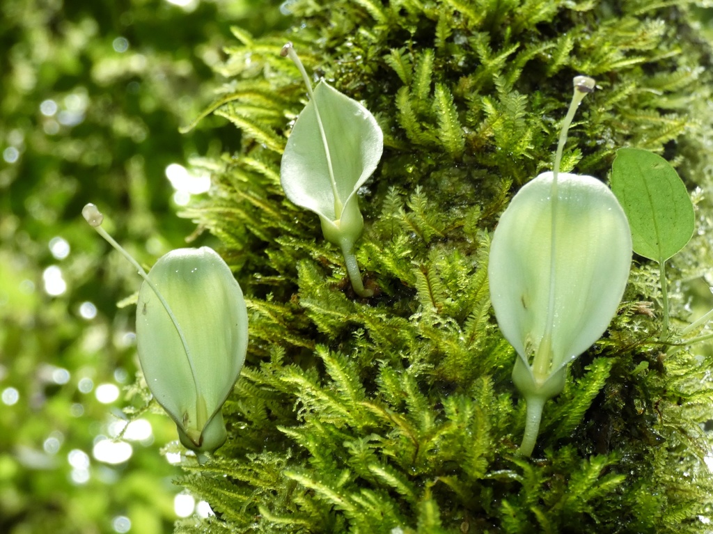 Parmentiera cereifera; photograph (c) Kai Squires, some rights reserved (CC BY)