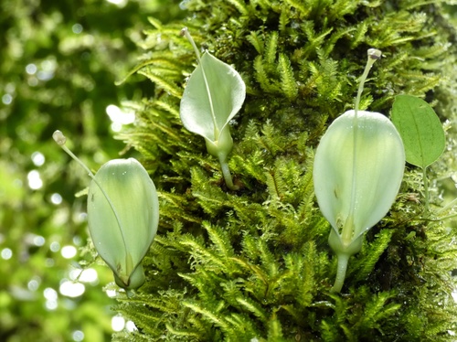 Candle tree (Parmentiera cereifera)