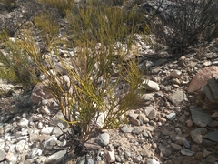 Senna crassiramea