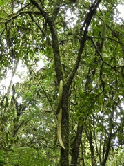 Parmentiera cereifera