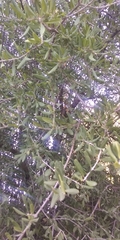 Styracaceae
